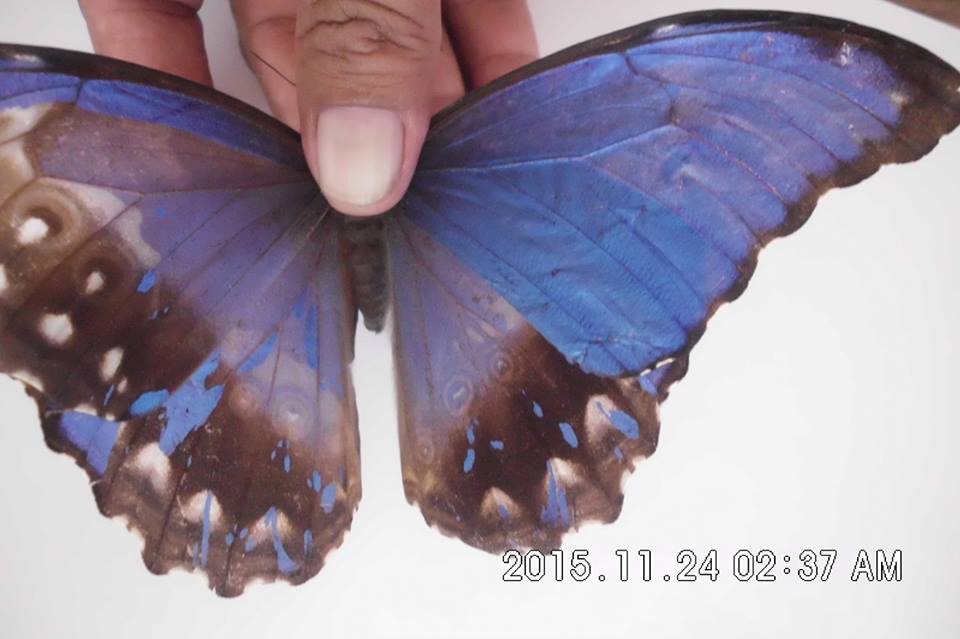 Morpho didius (gynandromorph, unmounted) 3 (Internet Image property of respective owner, non-commercial use only)